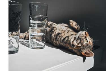 Cat drinking hexagonal water - AquaPet